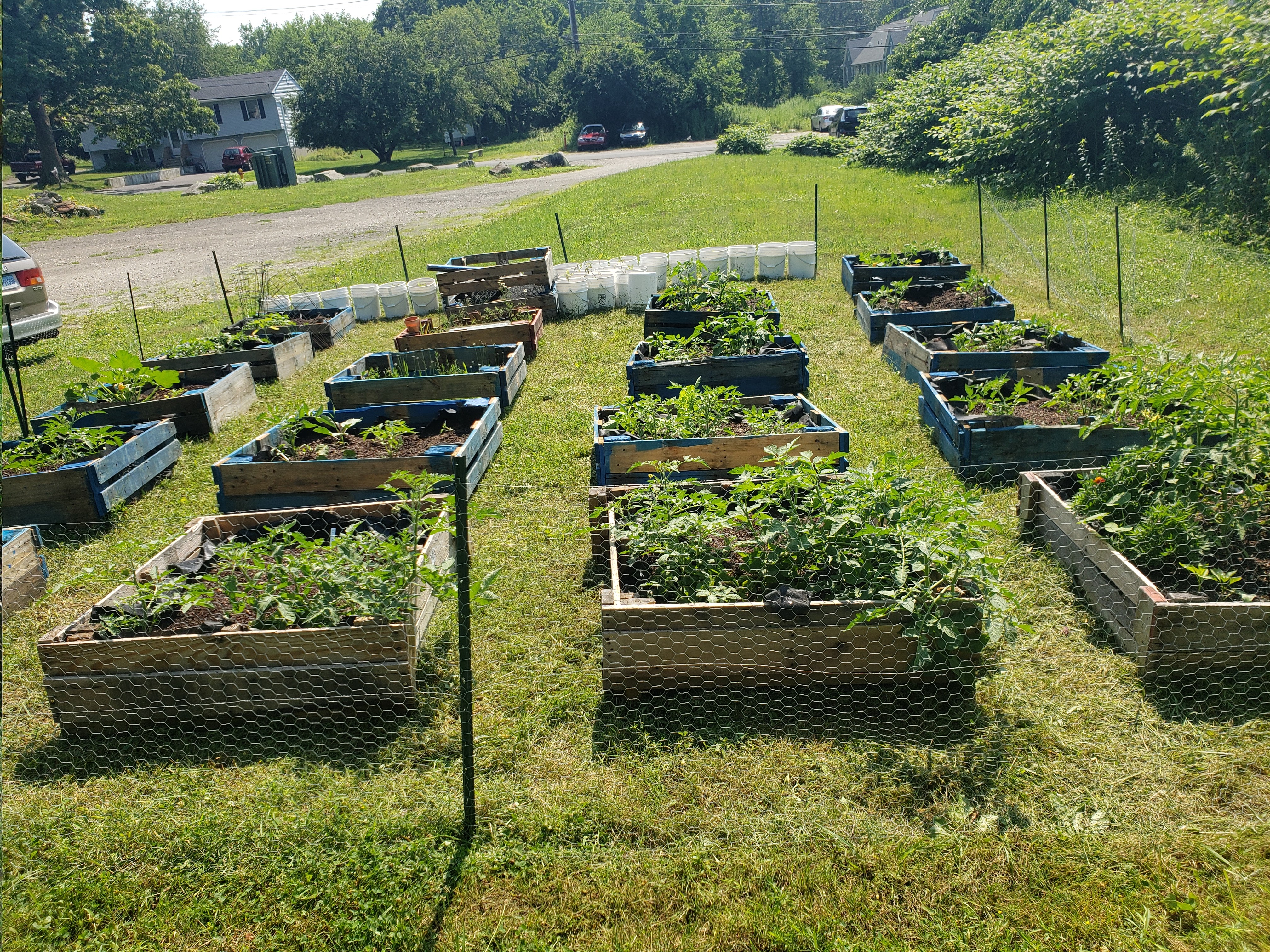 Image shows a small community garden with about 20 small beds growing various crops.